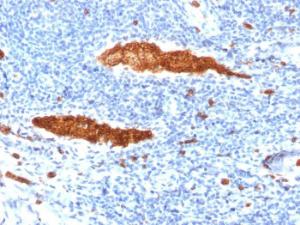 Immunohistochemical analysis of formalin-fixed, paraffin-embedded human tonsil using Anti-Glycophorin A Antibody [JC159]