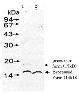 Anti-UmuD Antibody