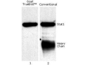 Anti-goat IgG HRP 200 µl