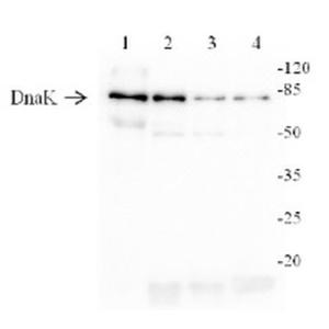 Western blot analysis using Anti-DNAK Antibody (A304826)