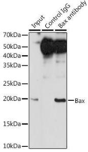 Immunoprecipitation analysis of 300 µg extracts of 293T cells using 3 µg of Anti-Bax Antibody [ARC5006-10] (A306010). This Western blot was performed on the immunoprecipitate using Anti-Bax Antibody [ARC5006-10] (A306010) at a dilution of 1:500