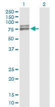 Anti-AIFM1 Rabbit Polyclonal Antibody