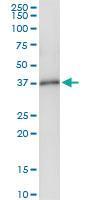 Anti-ING1 Polyclonal Antibody Pair