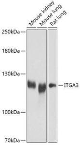 Western blot analysis of extracts of various cell lines, using Anti-Integrin alpha 3 Antibody (A308942) at 1:1000 dilution. The secondary Antibody was Goat Anti-Rabbit IgG H&L Antibody (HRP) at 1:10000 dilution. Lysates/proteins were present at 25 µg per lane