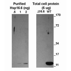 Western blot analysis of Cyanobacteria Cell lysates showing detection of HSP16.6 protein using Anti-HSP16.6 Antibody (A304829) at 1:5,000 for 1 hour at room temperature