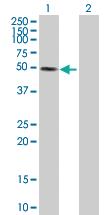 Anti-SNIP1 Mouse Polyclonal Antibody