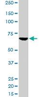 Anti-TOM1L2 Goat Polyclonal Antibody