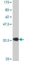 Anti-RNF219 Mouse Polyclonal Antibody