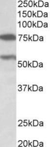 Anti-PRODH antibody