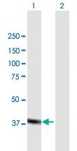 Anti-MAPK11 Mouse Polyclonal Antibody