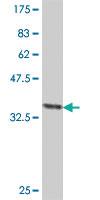 Anti-IQCB1 Mouse Polyclonal Antibody