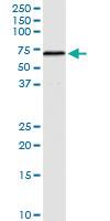 Anti-AIFM1 Rabbit Polyclonal Antibody