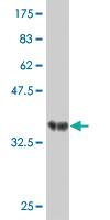 Anti-RNF219 Mouse Monoclonal Antibody [clone: 1B1]