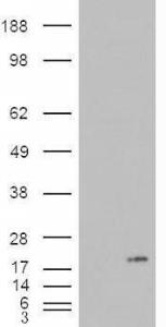 HEK293 overexpressing PLA2G1B (RC216089) and probed with Anti-PLA2G1B Antibody (A84395) (mock transfection in first lane), tested by Origene