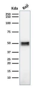 Western blot analysis of Raji cell lysate using Anti-CD79a Antibody [HM47/A9]