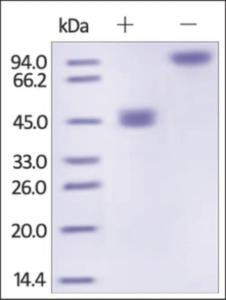 The purity of rh GITR Ligand / TNFSF18 Fc Chimera was determined by DTT-reduced (+) and non-reduced (-) SDS-PAGE and staining overnight with Coomassie Blue.