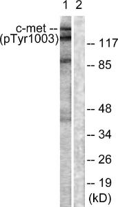 Western blot analysis of lysates from HepG2 cells using Anti-c-Met (phospho Tyr1003) Antibody. The right hand lane represents a negative control, where the antibody is blocked by the immunising peptide.