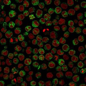 Immunofluorescent analysis of Raji cells stained with Anti-CD79a Antibody [HM47/A9]. The nuclear counterstain is RedDot (Red)