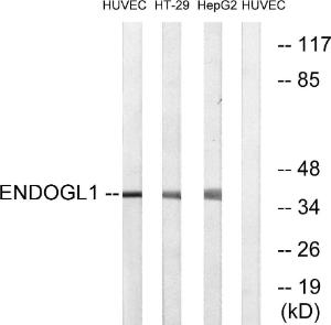 Antibody anti-endo GL1 100 µg