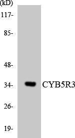 Anti-CYB5R3 Rabbit Polyclonal Antibody