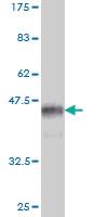 Anti-DDIT3 Mouse Monoclonal Antibody [clone: 2G3]