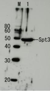 Anti-Spt3p Antibody