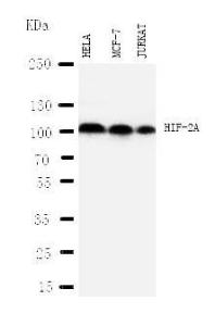 Anti-HIF-2-alpha Rabbit Polyclonal Antibody