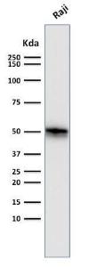 Western blot analysis of Raji cell lysate using Anti-CD79a Antibody [SPM550]