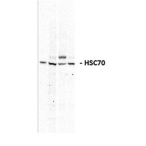 Western blot analysis of Salmon tissue lysates showing detection of HSC70 protein using Anti-HSC70 Antibody (A304835) at 1:1,000