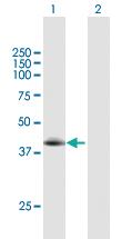 Anti-TLL1 Mouse Polyclonal Antibody