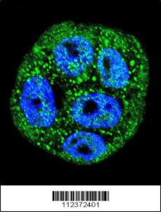 Anti-MUC20 Rabbit Polyclonal Antibody (FITC (Fluorescein Isothiocyanate))