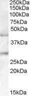 Antibody anti-B3GNT2 100 µg