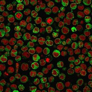 Immunofluorescent analysis of PFA fixed Raji cells stained with Anti-CD79a Antibody [SPM550] followed by Goat Anti-Mouse IgG (CF&#174; 488) (Green). The nuclear counterstain is RedDot (Red).