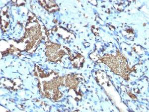 Anti-Glycophorin A Rabbit Recombinant Antibody [clone: GYPA/1725R]