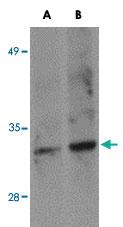 Anti-SKA1 Rabbit Polyclonal Antibody