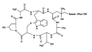 Phalloidin-ifluor/tr 23131