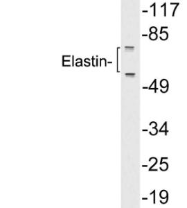 Western blot analysis of lysates from A549 cells using Anti-Elastin Antibody