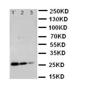 Anti-TNF Receptor I Rabbit Polyclonal Antibody