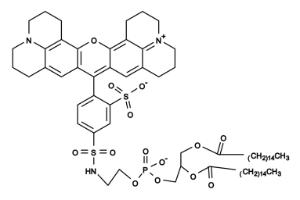 Texas red-dhpe 23300 1 mg