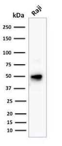 Western blot analysis of human Raji cell lysate using Anti-CD79a Antibody [JCB117 + HM47/A9]