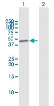 Anti-MAPK11 Rabbit Polyclonal Antibody