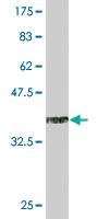 Anti-FOS Mouse Monoclonal Antibody [clone: 4E11]