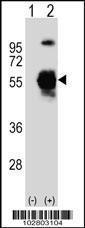 Anti-UBA3 Rabbit Polyclonal Antibody