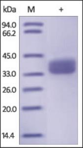 The purity of rh GPA33 was determined by DTT-reduced (+) SDS-PAGE and staining overnight with Coomassie Blue.