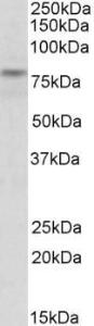 Anti-TRIM2 Goat Polyclonal Antibody