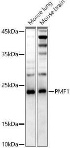 Anti-PMF-1 Rabbit Monoclonal Antibody [clone: ARC3037]