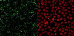 Immunofluorescent analysis of paraformaldehyde fixed Raji cells stained with Anti-CD79a Antibody [JCB117 + HM47/A9] followed by Goat Anti-Mouse IgG (CF&#174; 488) (Green) The nuclear counterstain is RedDot (Red)