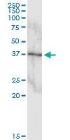 Anti-MAPK11 Rabbit Polyclonal Antibody