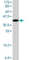 Anti-BTG2 Mouse Polyclonal Antibody