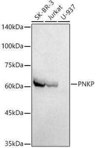 Western blot analysis of extracts of various cell lines, using Anti-PNK / PNKP Antibody [ARC2974] (A309951) at 1:1000 dilution